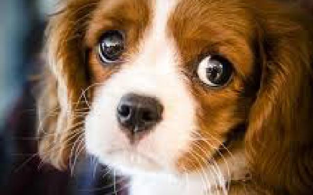 Doggy Time!